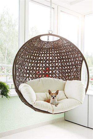 pinscher - Cute toy-terrier resting in a hanging rattan chair on the balcony of the apartment. Dog sitting in a chair on the terrace Stock Photo - Budget Royalty-Free & Subscription, Code: 400-08818958