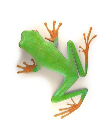 simsearch:400-07621766,k - red eyed tree frog from tropical rainforest of Costa Rica isolated on white. Beautiful green and blue treefrog is an exotic animal from the rain forest. 3d render Stockbilder - Microstock & Abonnement, Bildnummer: 400-08819377