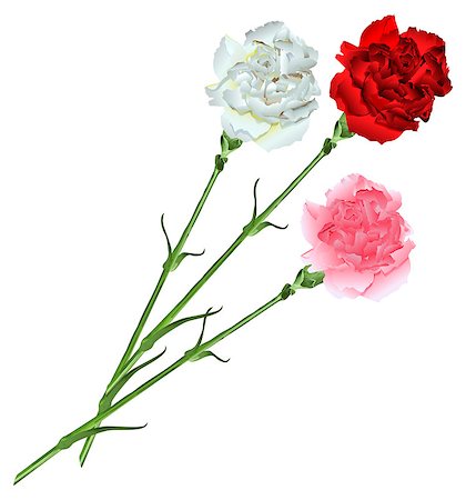 Bouquet of white, pink and red carnations. Isolated vector flower illustration Foto de stock - Royalty-Free Super Valor e Assinatura, Número: 400-08819836