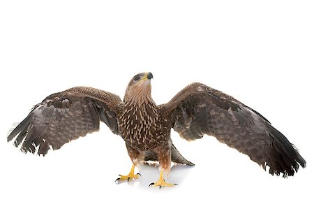 Common buzzard in front of white background Stockbilder - Microstock & Abonnement, Bildnummer: 400-08811873