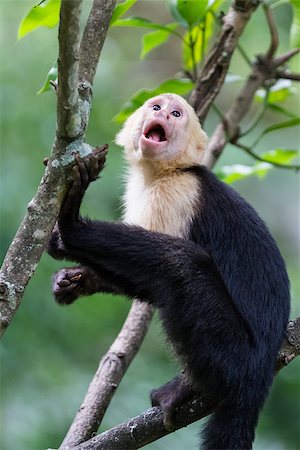 white headed capuchin monkey in a natural park in Costa Rica Foto de stock - Super Valor sin royalties y Suscripción, Código: 400-08812195