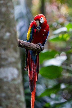 simsearch:846-03163803,k - Scarlet Macaw with yellow, red and blue colors found in the rainforest of Costa Rica Photographie de stock - Aubaine LD & Abonnement, Code: 400-08812196