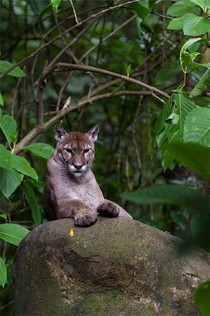 felis concolor - beautiful puma laying on a large rock in a tropical rainforest of Costa Rica Stock Photo - Budget Royalty-Free & Subscription, Code: 400-08812192