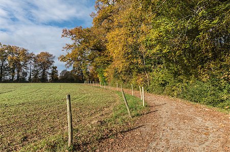 Path in the Desnerie wood (La Chapelle-sur-Erdre - France) Fotografie stock - Microstock e Abbonamento, Codice: 400-08812533
