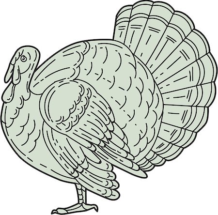 simsearch:400-08920013,k - Mono line style illustration of a wild turkey viewed from the side set on isolated white background. Foto de stock - Royalty-Free Super Valor e Assinatura, Número: 400-08820095