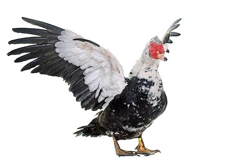 Barbarie duck  in front of white background Stock Photo - Budget Royalty-Free & Subscription, Code: 400-08834394