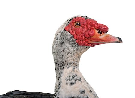 Barbarie duck  in front of white background Foto de stock - Super Valor sin royalties y Suscripción, Código: 400-08834393