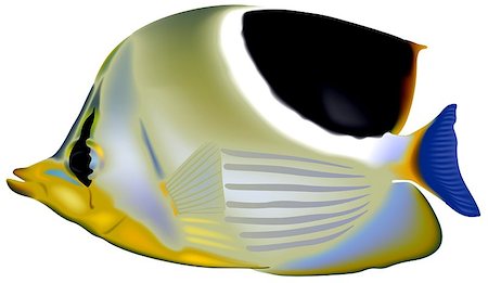 falterfisch - Saddleback Butterflyfish - Colored Illustration, Vector Photographie de stock - Aubaine LD & Abonnement, Code: 400-08837107