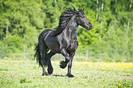 black Friesian horse gallops on the grass in the summer time Foto de stock - Super Valor sin royalties y Suscripción, Código: 400-08831229