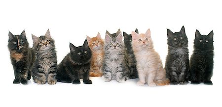 simsearch:400-07124273,k - maine coon kitten in front of white background Foto de stock - Super Valor sin royalties y Suscripción, Código: 400-08831317