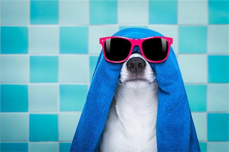 facial mask brush - jack russell dog in a bathtub not so amused about that , with blue  towel, wearing funny sunglasses or glassses having a spa or wellness treatment Stock Photo - Budget Royalty-Free & Subscription, Code: 400-08831416