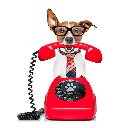 simsearch:400-07984991,k - Jack russell dog with glasses as secretary or operator with red old  dial telephone or retro classic phone Photographie de stock - Aubaine LD & Abonnement, Code: 400-08831412