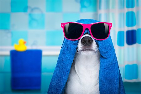 facial mask brush - jack russell dog in a bathtub not so amused about that , with blue  towel, wearing funny sunglasses or glasses having a spa or wellness treatment Stock Photo - Budget Royalty-Free & Subscription, Code: 400-08831915