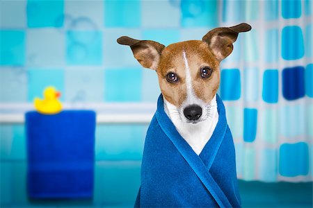 facial mask brush - jack russell dog in a bathtub not so amused about that , with blue  towel, having a spa or wellness treatment ,in the bath or bathroom Stock Photo - Budget Royalty-Free & Subscription, Code: 400-08831918