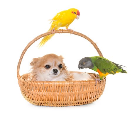 senegal people - senegal parrot, chihuahua and kakariki in front of white background Stock Photo - Budget Royalty-Free & Subscription, Code: 400-08832122
