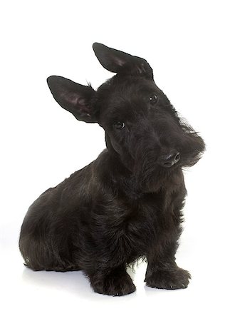 schottischer terrier - puppy scottish terrier in front of white background Stockbilder - Microstock & Abonnement, Bildnummer: 400-08832136