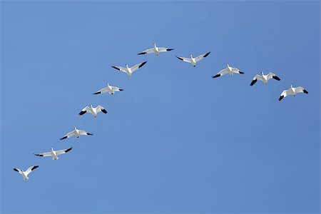 Migrating Snow Geese flying in a V formation across a blue sky. Stock Photo - Budget Royalty-Free & Subscription, Code: 400-08832418