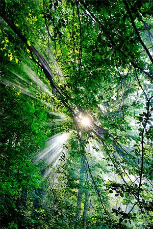 Sunrays through the forest Foto de stock - Super Valor sin royalties y Suscripción, Código: 400-08832808