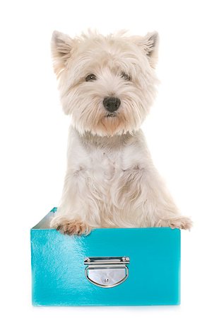 adult west highland white terrier in studio Stock Photo - Budget Royalty-Free & Subscription, Code: 400-08833023