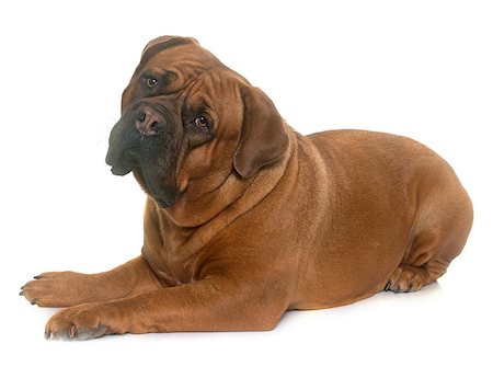 simsearch:400-08669628,k - dogue de Bordeaux in front of white background Stock Photo - Budget Royalty-Free & Subscription, Code: 400-08833039