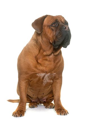 simsearch:400-08669628,k - dogue de Bordeaux in front of white background Stock Photo - Budget Royalty-Free & Subscription, Code: 400-08833040