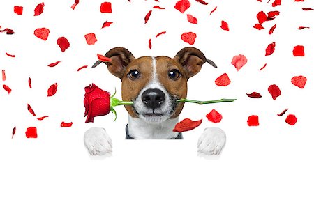 falling feathers - jack russell dog crazy and silly in love   on valentines day , rose petals flying and falling as background, isolated on white , rose  in mouth , behind banner or placard Stock Photo - Budget Royalty-Free & Subscription, Code: 400-08833183