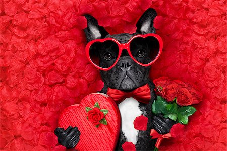 valentines french bulldog dog in love holding a cupids arrow with mouth ,wearing sunglasses,lying on bed of red flower petals , with gift box and roses Stock Photo - Budget Royalty-Free & Subscription, Code: 400-08833195