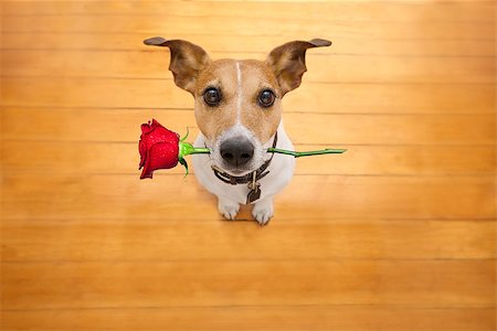 Jack russell dog in love on valentines day, rose in mouth, with sunglasses and cool gesture,isolated on wood background Stock Photo - Budget Royalty-Free & Subscription, Code: 400-08833201