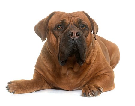 simsearch:400-08669628,k - dogue de Bordeaux in front of white background Stock Photo - Budget Royalty-Free & Subscription, Code: 400-08833338