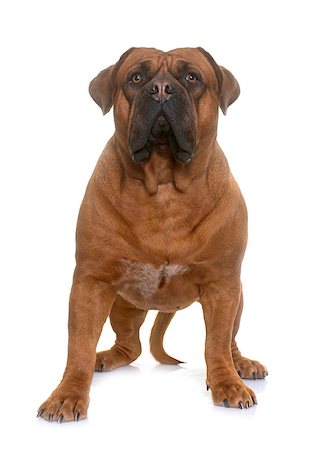simsearch:400-08669628,k - dogue de Bordeaux in front of white background Stock Photo - Budget Royalty-Free & Subscription, Code: 400-08833339