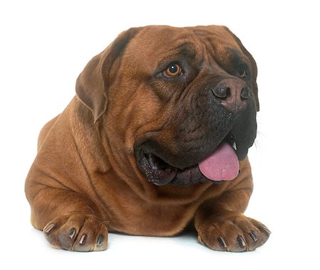 simsearch:400-08669628,k - dogue de Bordeaux in front of white background Stock Photo - Budget Royalty-Free & Subscription, Code: 400-08833340