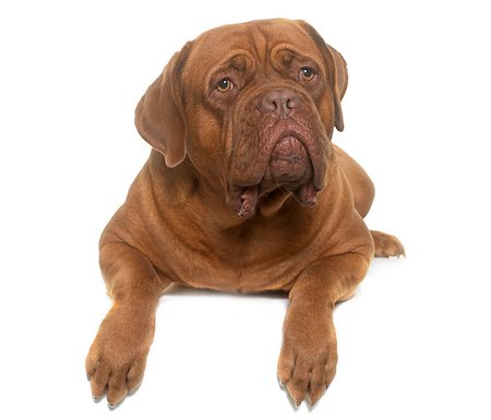 simsearch:400-08669628,k - dogue de Bordeaux in front of white background Stock Photo - Budget Royalty-Free & Subscription, Code: 400-08833341