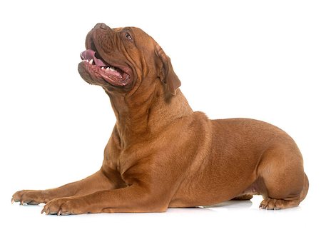 simsearch:400-08669628,k - dogue de Bordeaux in front of white background Stock Photo - Budget Royalty-Free & Subscription, Code: 400-08833342
