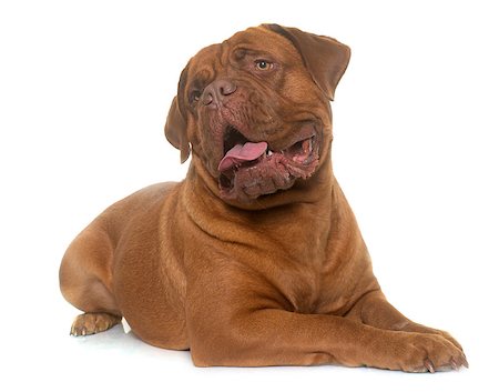 simsearch:400-08669628,k - dogue de Bordeaux in front of white background Stock Photo - Budget Royalty-Free & Subscription, Code: 400-08833343