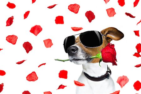 Jack russell dog in love on valentines day, rose in mouth, with sunglasses and cool gesture, isolated on white background full of flying red rose petals Stock Photo - Budget Royalty-Free & Subscription, Code: 400-08833528