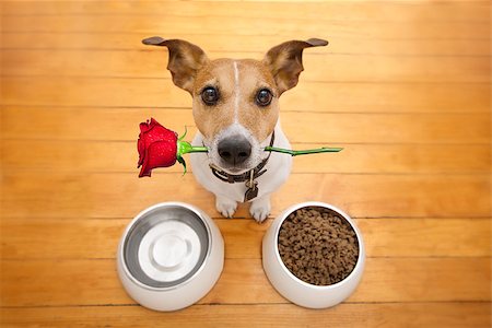 Jack russell dog in love on valentines day, rose in mouth, food and water bowls and cool gesture,isolated on wood background Stock Photo - Budget Royalty-Free & Subscription, Code: 400-08833541