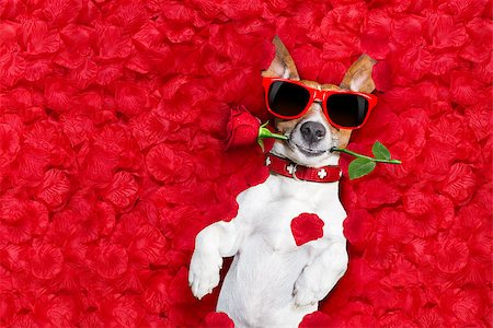 Jack russell dog lying in bed full of red  flower petals as background  , in love on valentines day, rose in mouth Stock Photo - Budget Royalty-Free & Subscription, Code: 400-08833694