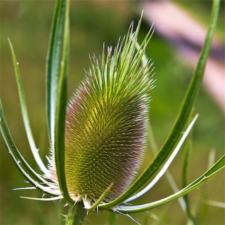 A close-up of green plant with an egg-shaped head (teasel) Stockbilder - Microstock & Abonnement, Bildnummer: 400-08864010