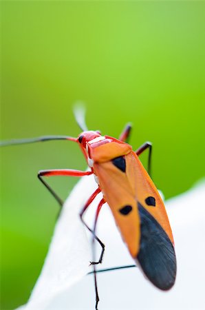 simsearch:400-08404620,k - Red Cotton Bug (Dysdercus cingulatus) Close-up on a white leaf Stock Photo - Budget Royalty-Free & Subscription, Code: 400-08864065