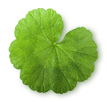 Green juicy leaf geranium top view isolated on white background Stock Photo - Budget Royalty-Free & Subscription, Code: 400-08864410