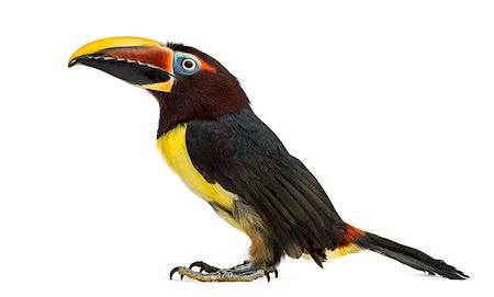 simsearch:400-07255727,k - Side view of a Green aracari, Pterogossus Viridis looking up isolated on white Photographie de stock - Aubaine LD & Abonnement, Code: 400-08865064
