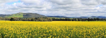 Beautiful views of Canola fields at Wattamondara.  Focus to foreground only Stock Photo - Budget Royalty-Free & Subscription, Code: 400-08861278