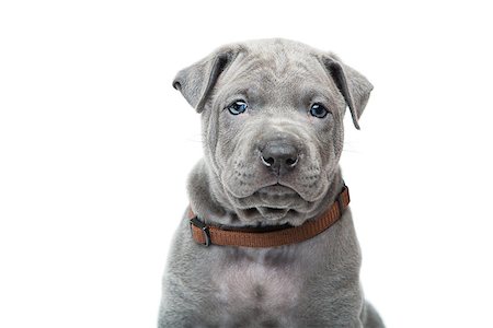 simsearch:400-09132532,k - One month old thai ridgeback puppy dog in brown collar sitting. Close-up portrait isolated on white. Copy space. Photographie de stock - Aubaine LD & Abonnement, Code: 400-08861348