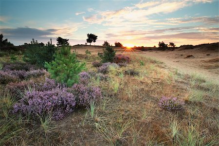 simsearch:400-08041728,k - sunrise and flowering heather flowers in summer Stock Photo - Budget Royalty-Free & Subscription, Code: 400-08861459