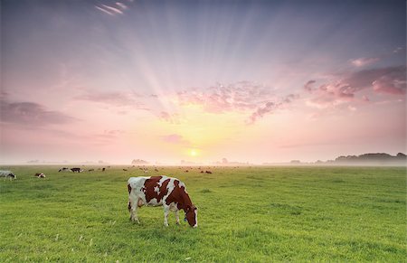 simsearch:400-08794942,k - cow grazing on pasture at dramatic sunrise, Holland Foto de stock - Super Valor sin royalties y Suscripción, Código: 400-08861462