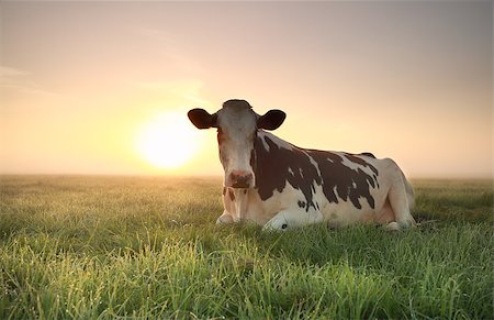 dutch cow pictures - relaxed cow on pasture at misty sunrise Foto de stock - Super Valor sin royalties y Suscripción, Código: 400-08861477