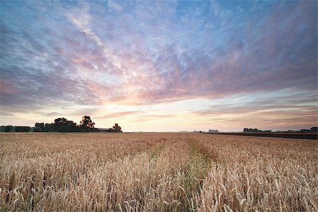 wheat field during beautiful summer sunrise Stock Photo - Budget Royalty-Free & Subscription, Code: 400-08861471