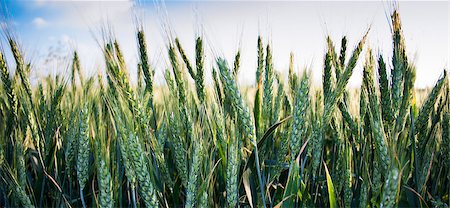 simsearch:400-07293838,k - Green wheat field in close up view Photographie de stock - Aubaine LD & Abonnement, Code: 400-08861568