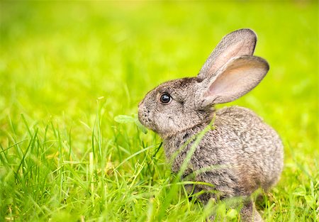 simsearch:400-04577365,k - Beautiful young small rabbit on the green grass  in summer day. Gray bunny rabbit  on grass background Photographie de stock - Aubaine LD & Abonnement, Code: 400-08861580