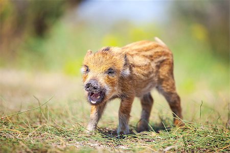 Wild piglet making calls on summer day Stock Photo - Budget Royalty-Free & Subscription, Code: 400-08861595